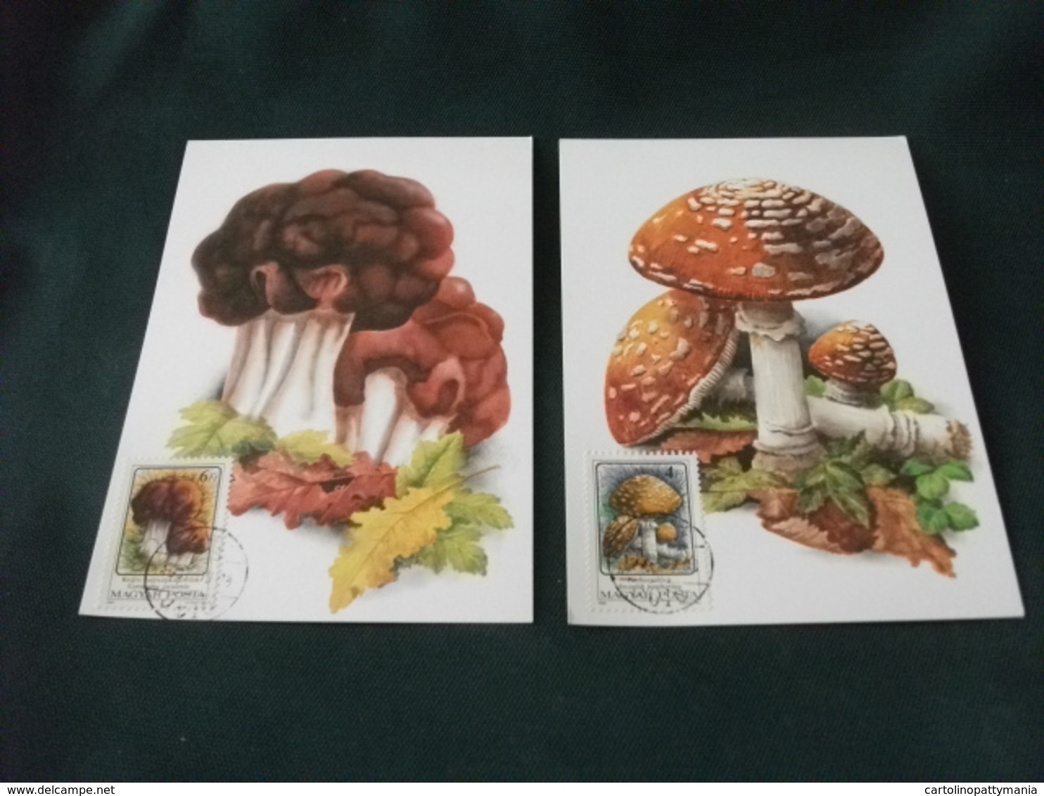 MAXIMUM UNGHERIA 6 CARTOLINE CON FUNGHI - Champignons