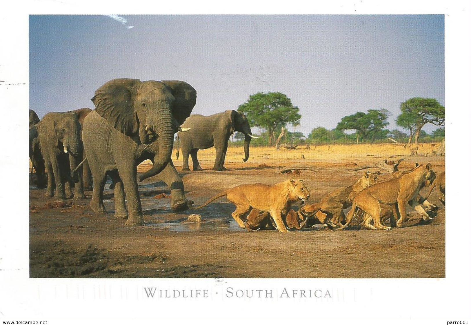 RSA South Africa 2004 Nelspruit Elephant Lion Airmail Viewcard Rate - Brieven En Documenten