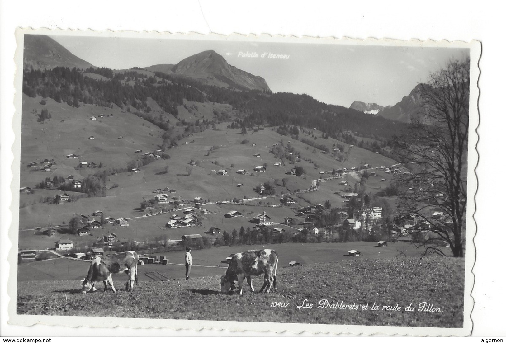 20613 - Les Diablerets Et La Route Du Pillon Vaches - Altri & Non Classificati