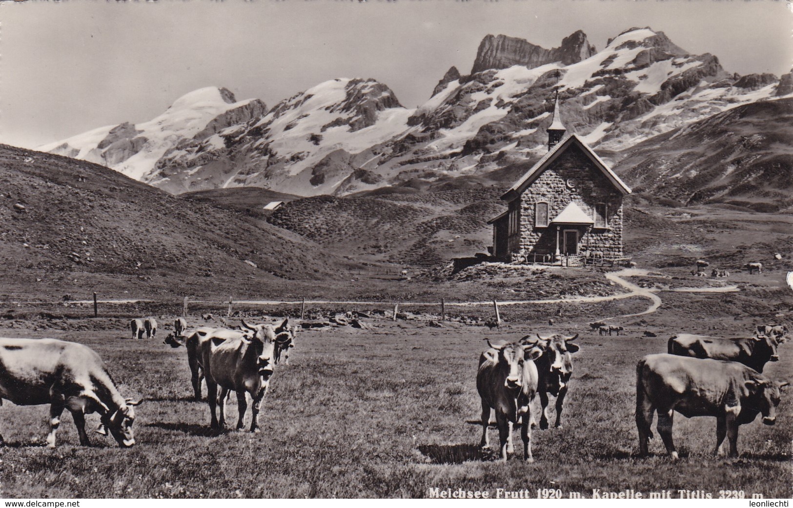 Ansichtskarten: Melchsee Frutt M. Kapelle Mit Titlis Und Kuhherde - Autres & Non Classés