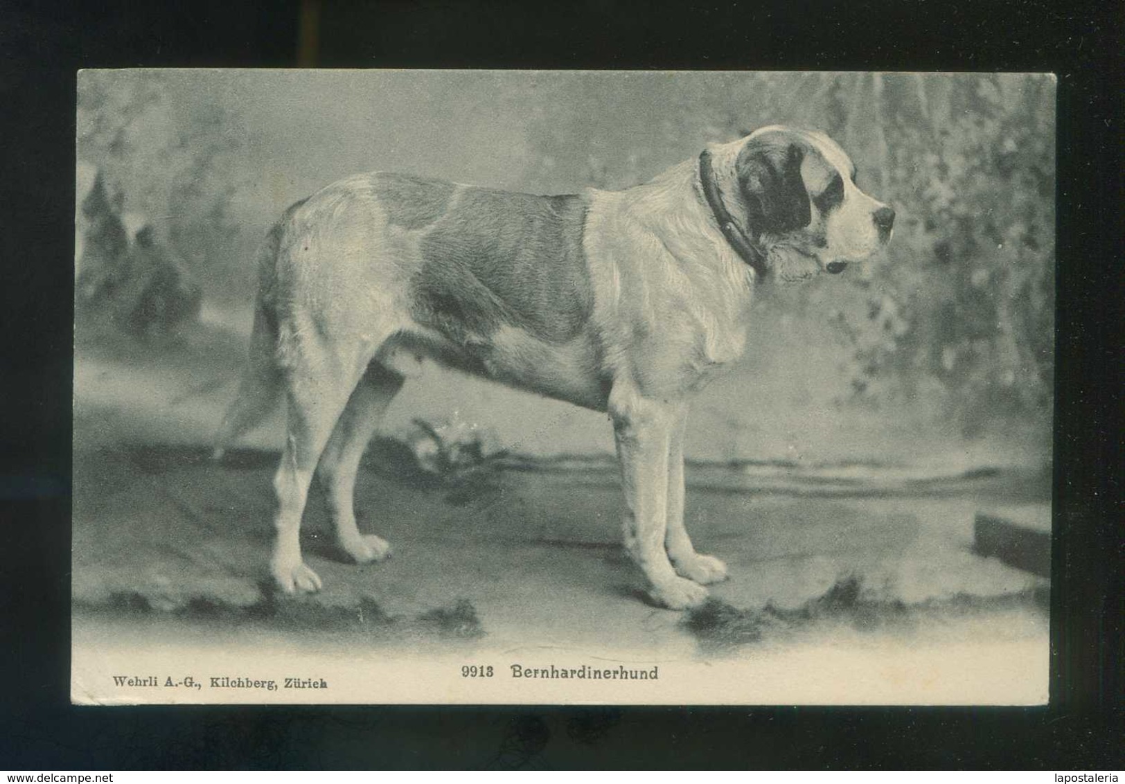 Suiza. BE. *Bernhardinerhund* Ed. Wehrli Nº 9913. Circulada 1906. - Berna