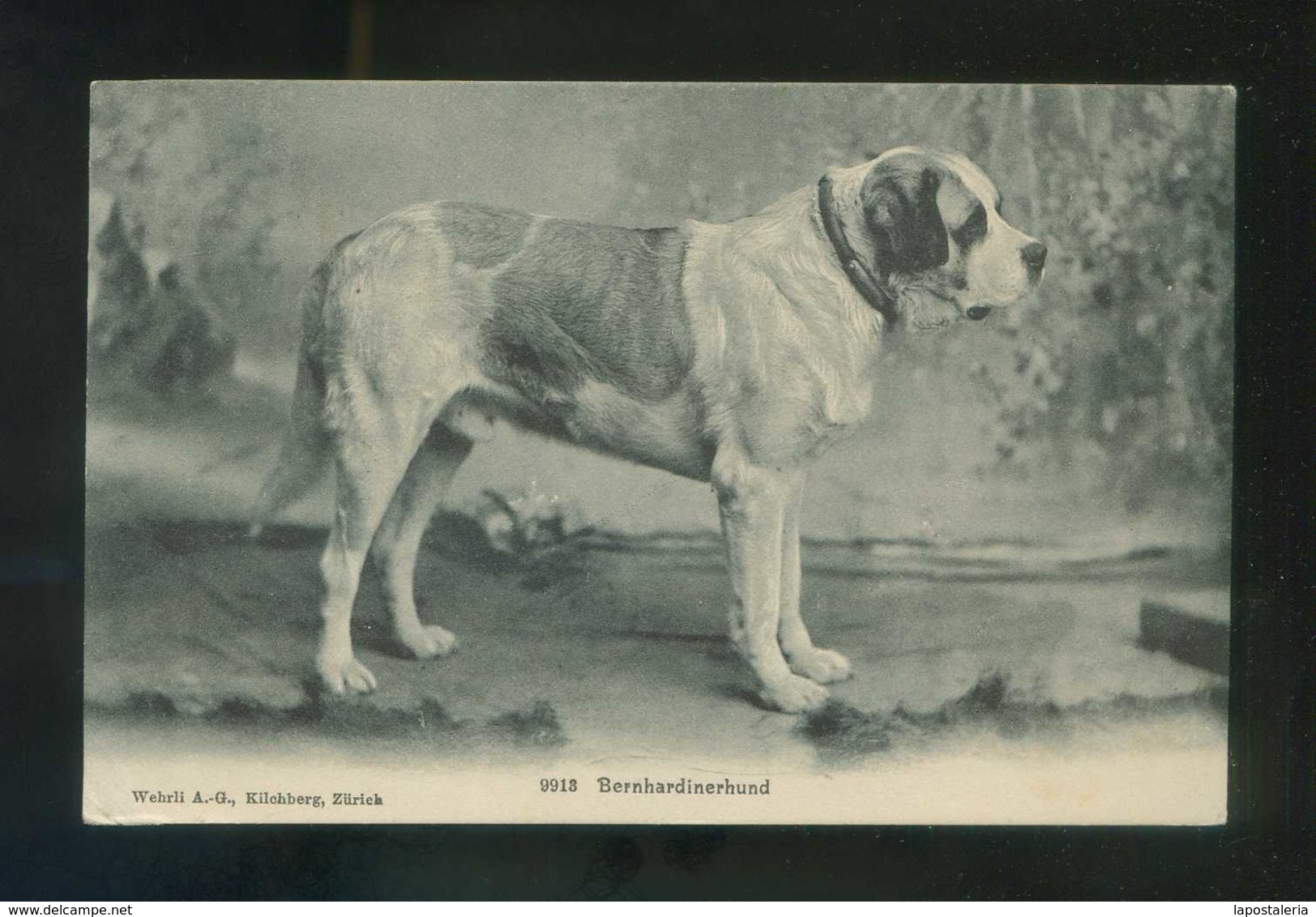 Suiza. BE. *Bernhardinerhund* Ed. Wehrli Nº 9913. Circulada 1906. - Bern