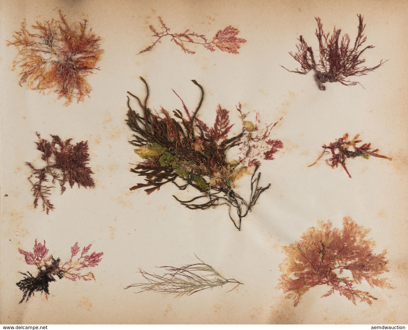 [HERBIER D'ALGUES. Seaweed Herbarium]. - Ohne Zuordnung