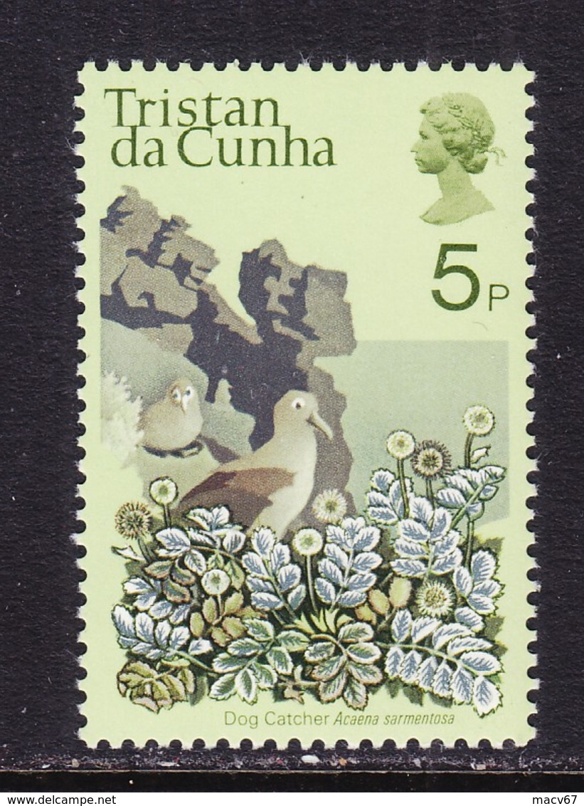 TRISTAN  DA  CUNHA  168    **  FLOWER  DOG  CATCHER - Tristan Da Cunha