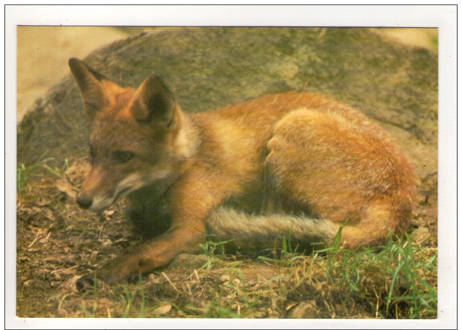 CP 10*15-ZC1379-FAUNE DES ALPES RENARD - Autres & Non Classés