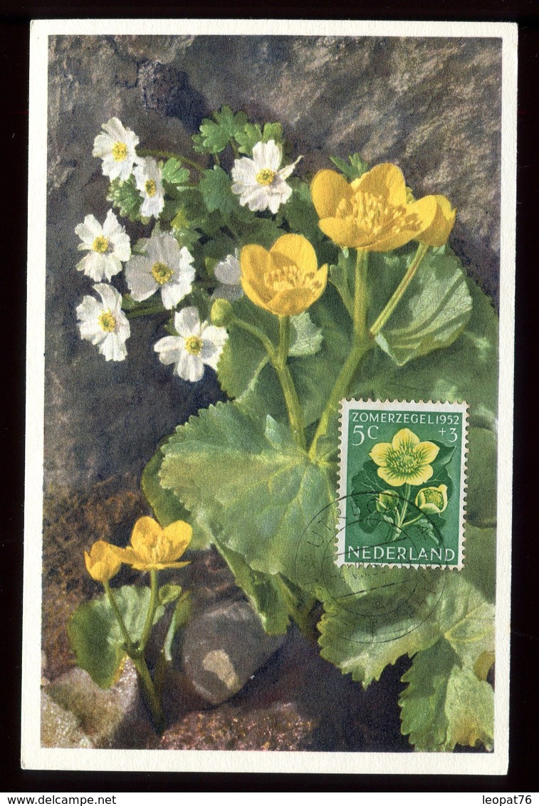 Pays Bas - Carte Maximum 1952 - Fleurs - O 202 - Maximumkaarten