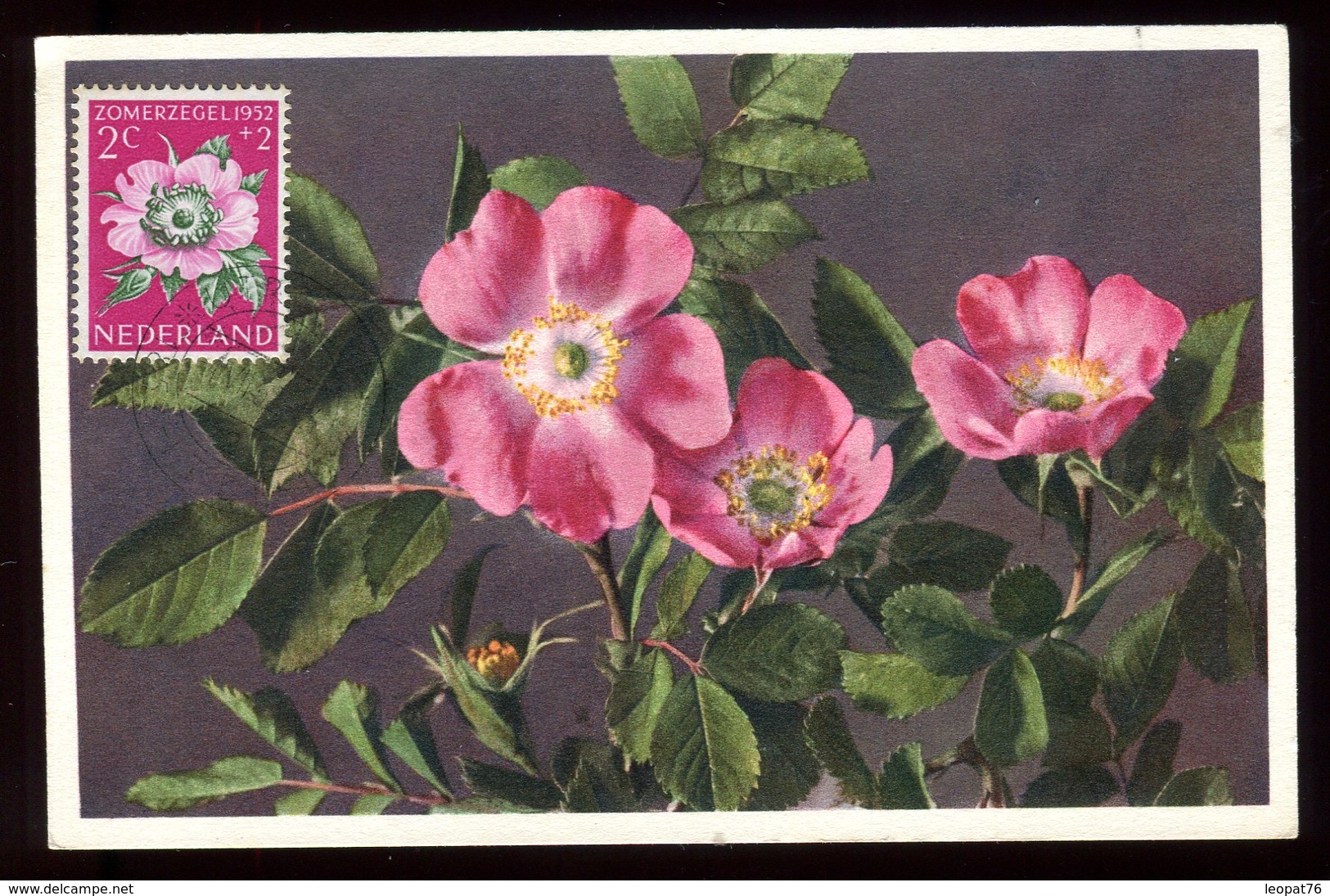 Pays Bas - Carte Maximum 1952 - Fleurs - O 204 - Maximumkaarten