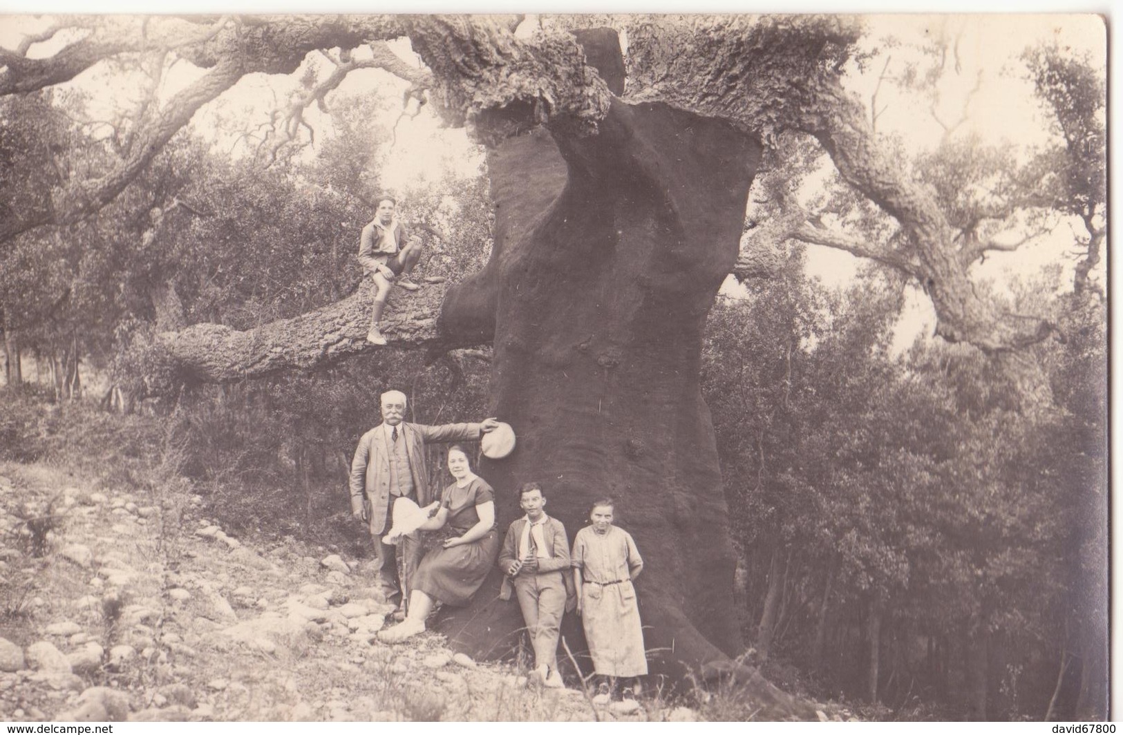 66 CERET ET LE BOULOU CARTE PHOTO L'ARBRE Bon état - Ceret