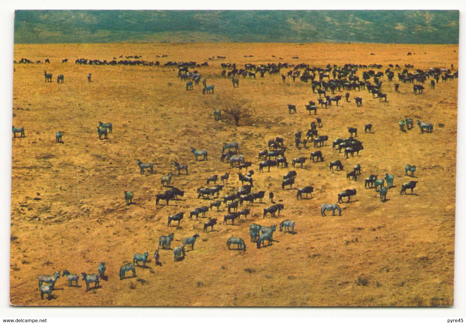 ZEBRA AND WILDEBEESTE HERDS IN NGORONGORO CRATER - Cebras