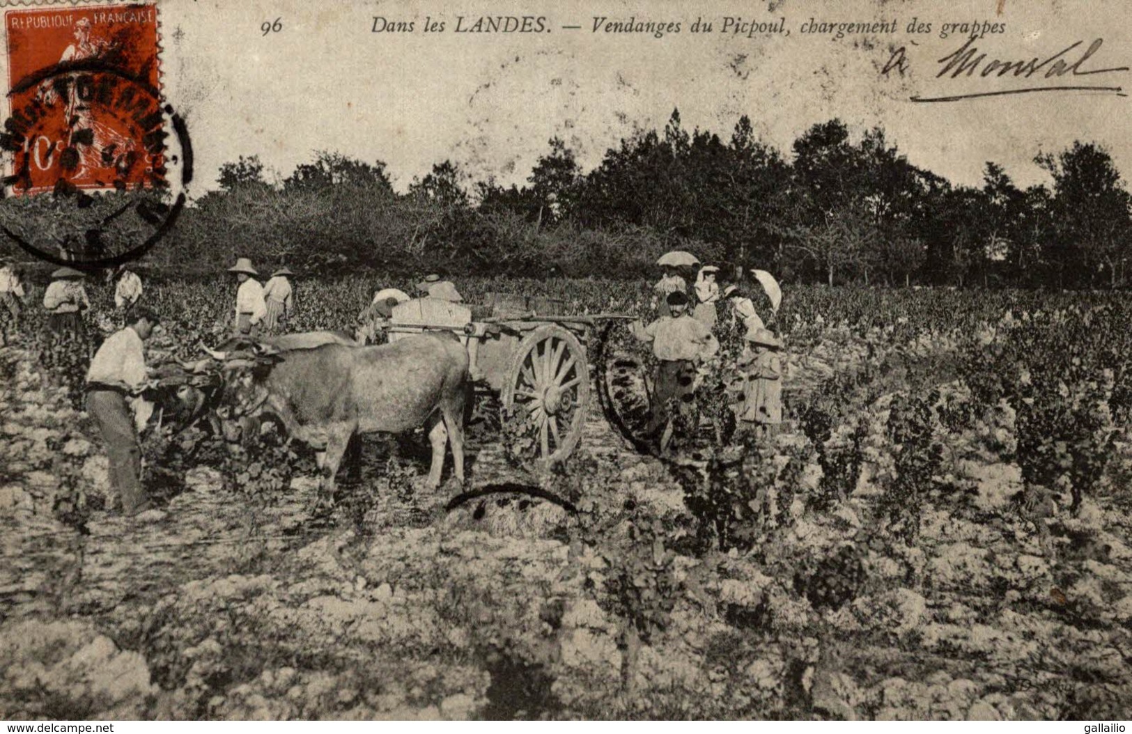 CPA RARE DANS LES LANDES VENDANGES DU PICPOUL CHARGEMENT DES GRAPPES - Autres & Non Classés