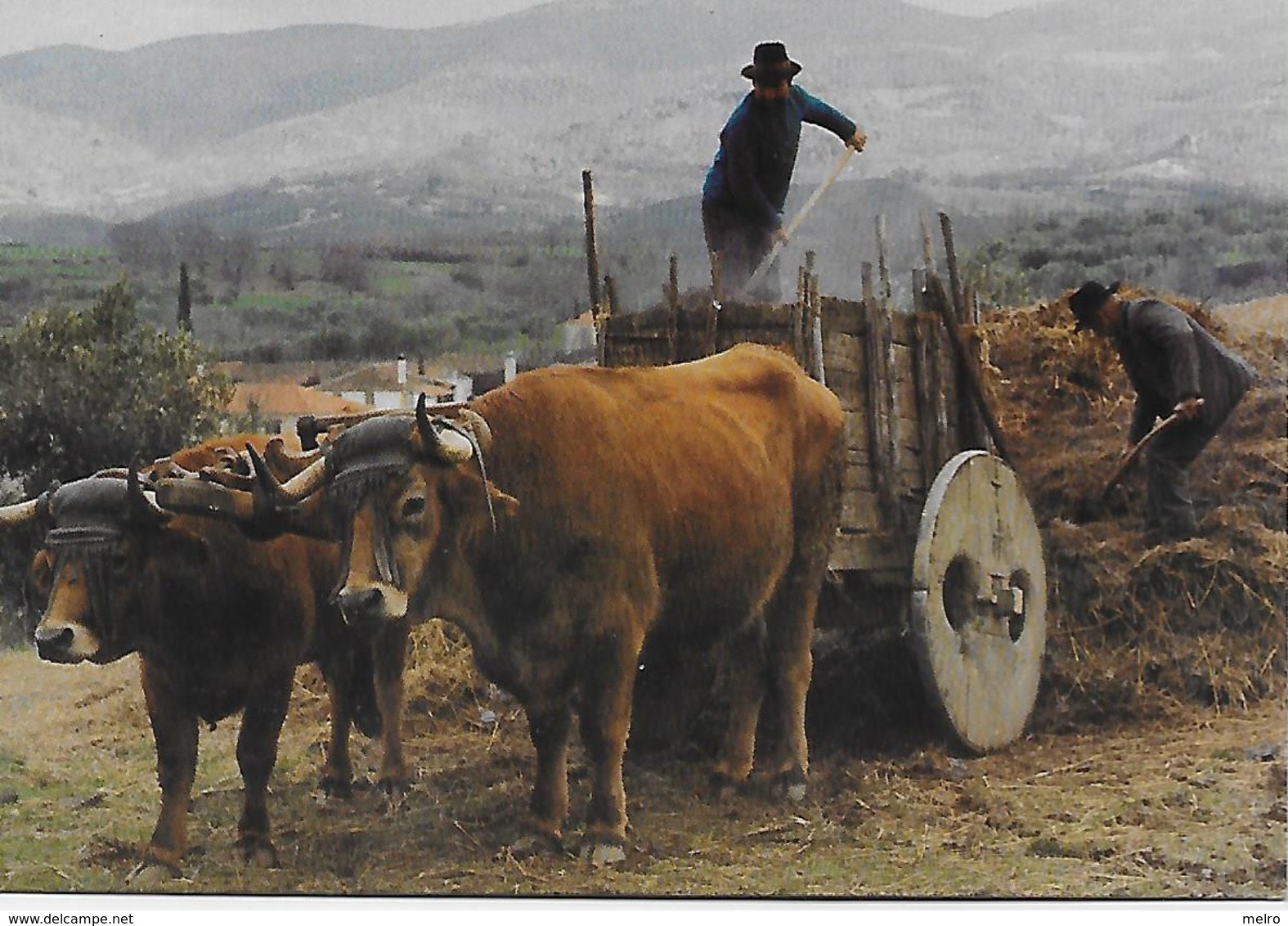 Portugal - Macedo De Cavaleiros - Carro De Bois - Bragança