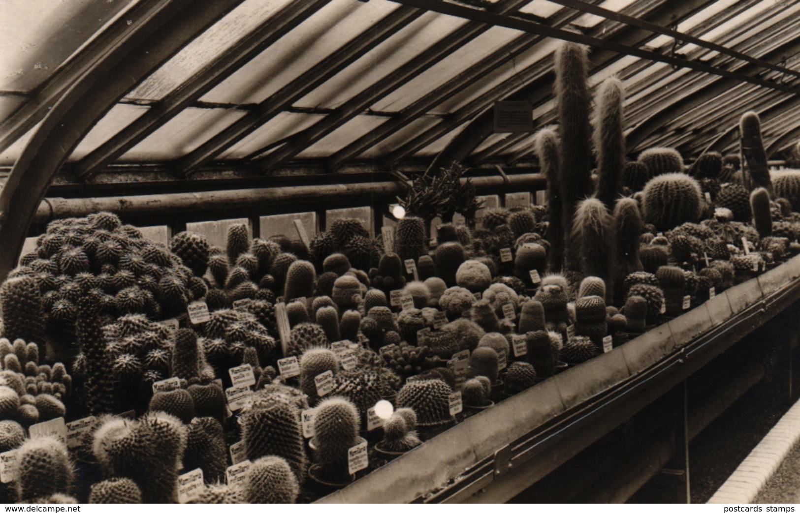 Berlin - Dahlem, Botanischer Garten, Kakteenhaus, Ca. 50er Jahre - Dahlem