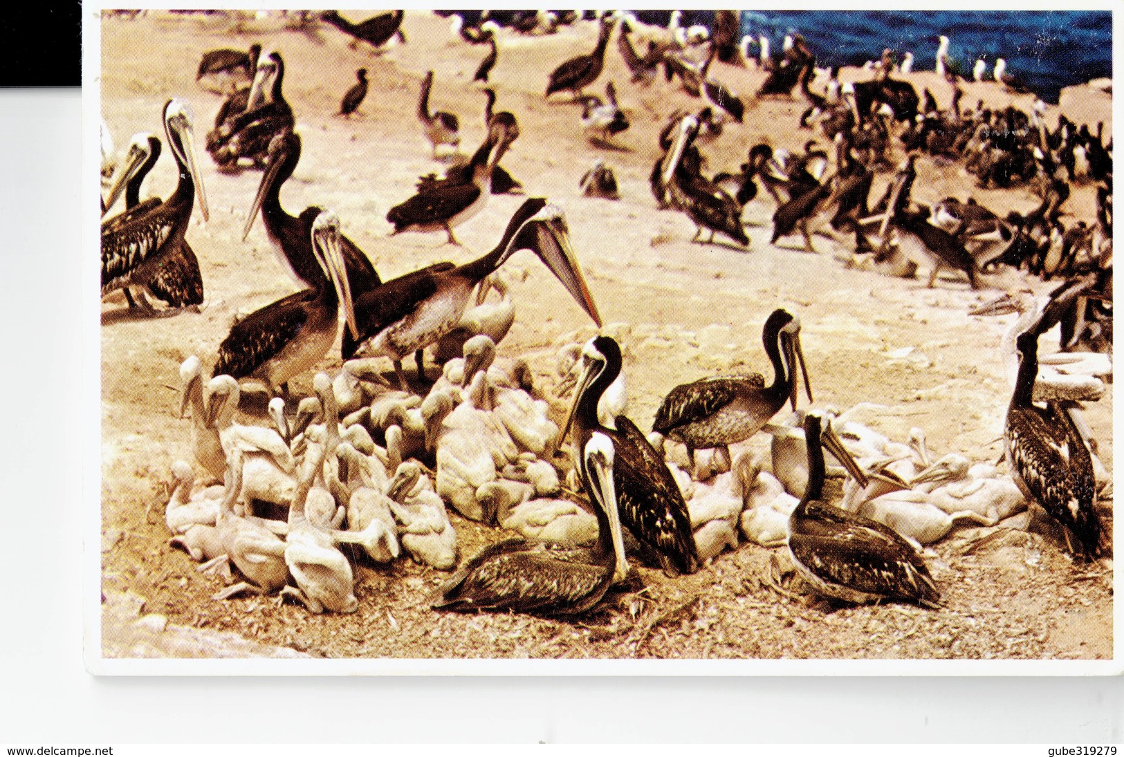 PERU -VINTAGE POSTCARD- FLOCK OF PELIKANS ON PERUVIAN COAST NEW NOT SHINING  RE114 UDO SCHACK POST 7299 - Peru