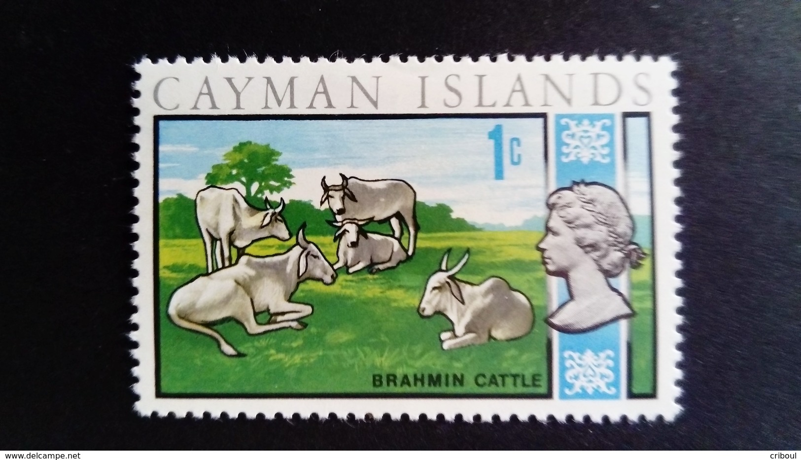 Iles Caïmans Cayman Islands 1970 Animal Boeuf Buffalo Yvert 265 ** MNH - Iles Caïmans