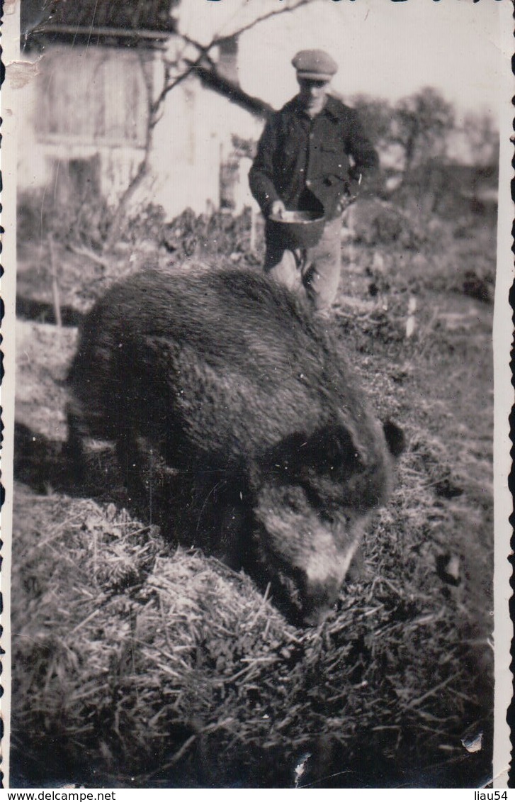 PHOTO 6,3 X 9,7 Cm Souvenir D'Adam Louis Facteur à Colombey Les Deux Eglises Sanglier Javote à 2 Ans Le 4 Mars 1935 - Colombey Les Deux Eglises