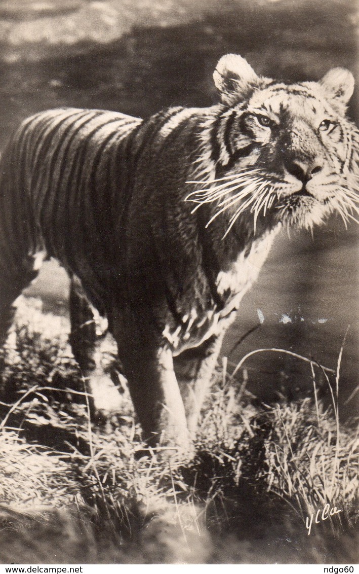 CP D ' Un Tigre - Tigres