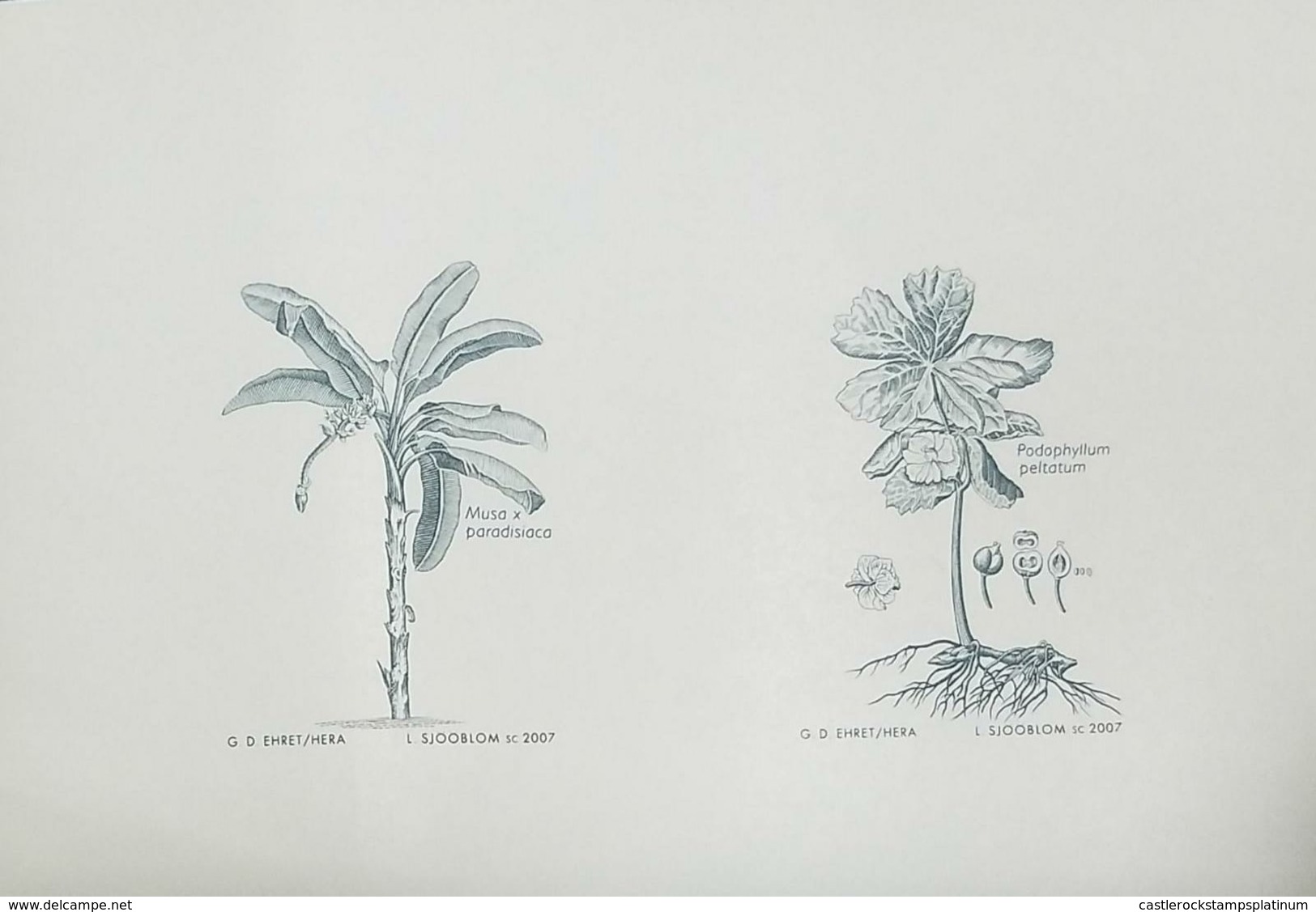 O) 2007 SWEDEN, MEDICINAL PLANTS -MUSA X PARADISIACA - POPOPHYLLUM PELTATUM-BOTANICAL ILLUSTRATON BY GEORG DIONYS EHRET- - Probe- Und Nachdrucke
