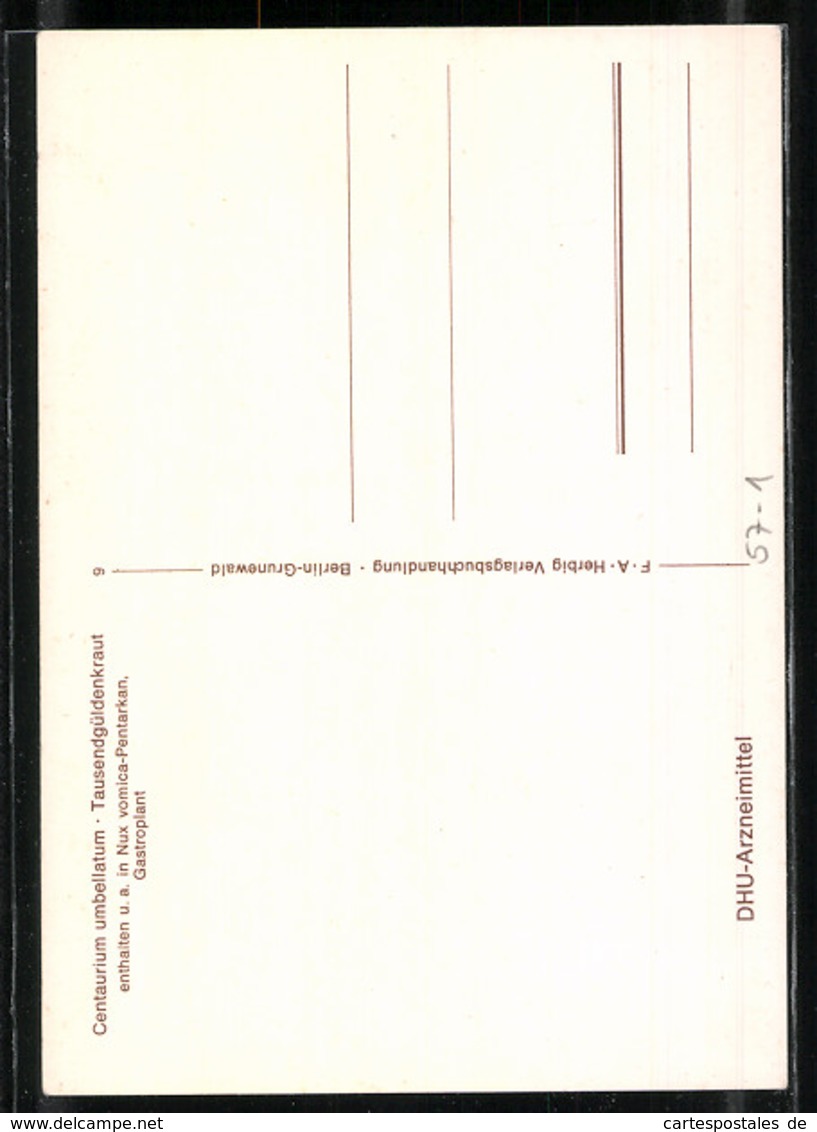 Künstler-AK Tausendgüldenkraut, Centaurium Umbellatum - Sonstige & Ohne Zuordnung