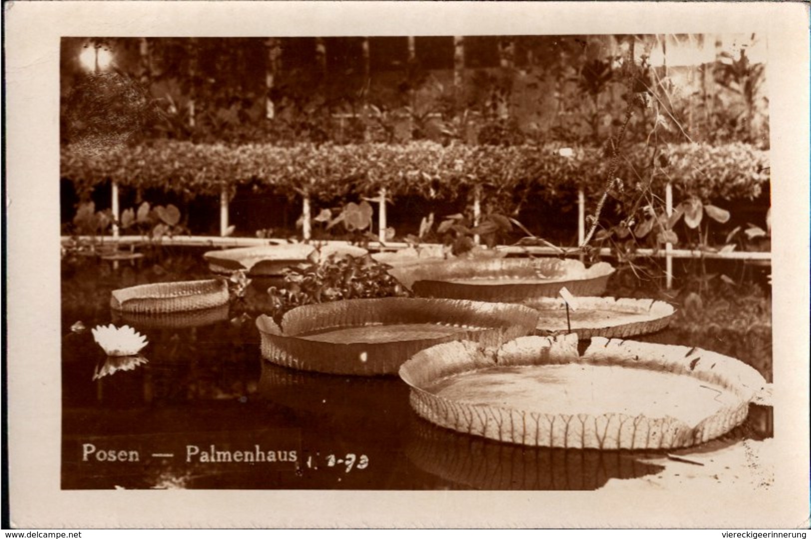 ! Alte Fotokarte, Photo, Posen, Poznan, Palmenhaus, 1933, Polen, Botanic Garden - Polen