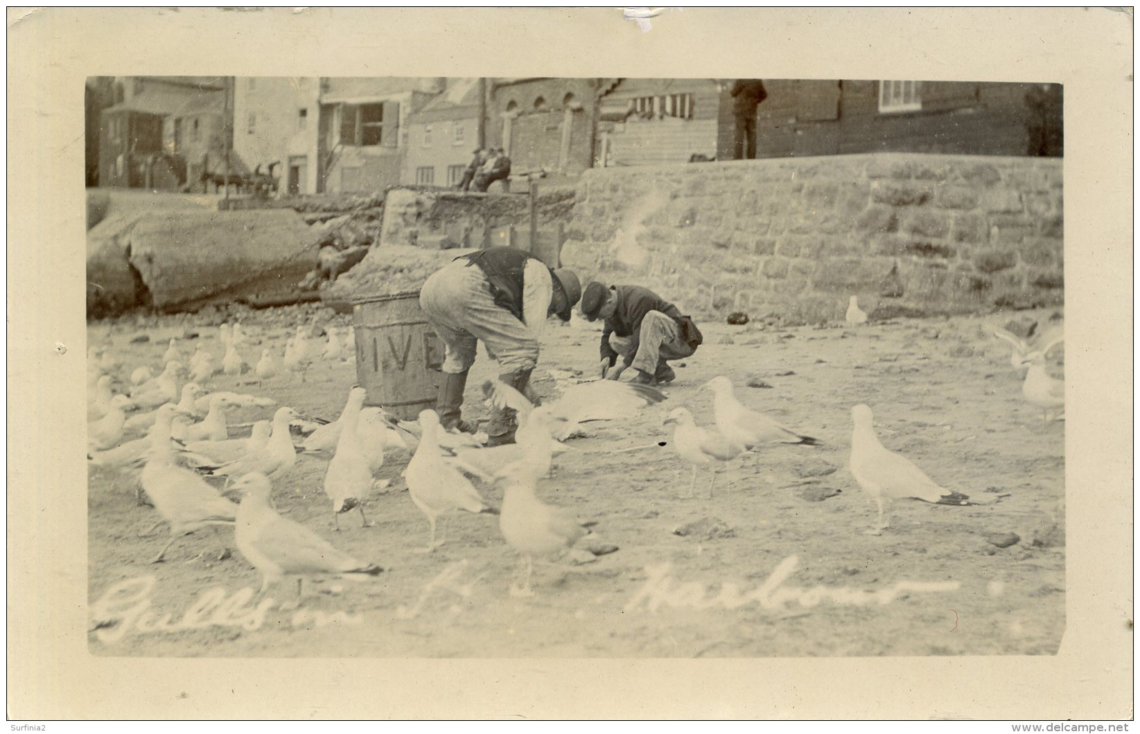 CORNWALL - GULLS AT ST IVES HARBOUR RP Co2k - St.Ives