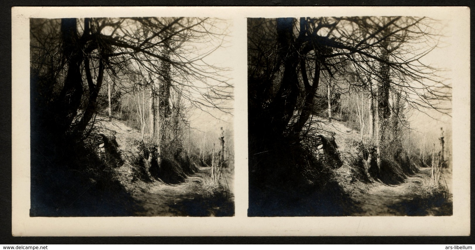 Stereoview Photographs / Stereoview Card / Forest / Forêt - Visionneuses Stéréoscopiques