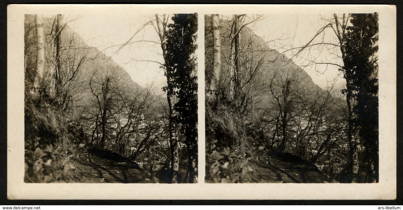 Stereoview Photographs / Stereoview Card / Forest / Forêt - Stereoscopi