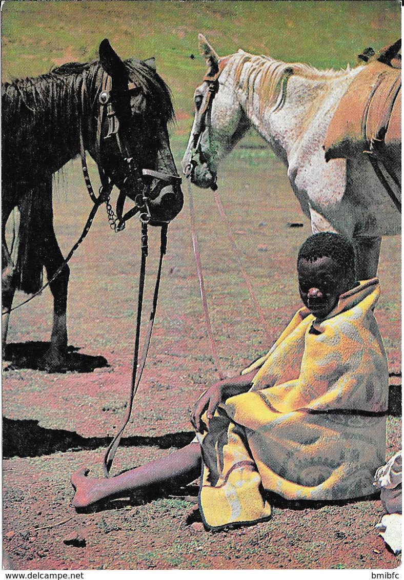 Basotho Ponies - Lesotho - Lesotho