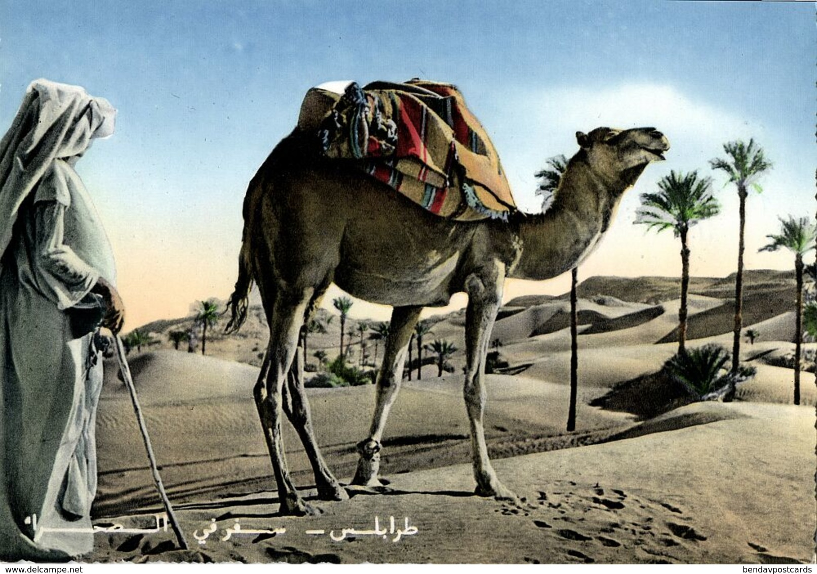 Libya, TRIPOLI, Orientation In The Desert, Camel (1960s) Postcard - Libië