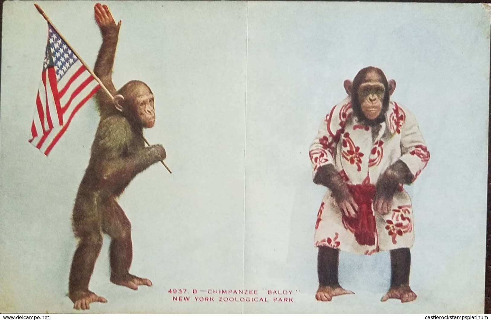 O)1920 UNITED STATES - USA, ZOOLOGICAL PARK-CHIMPANZEE BALDY -PATRIOTIC. XF - Other & Unclassified