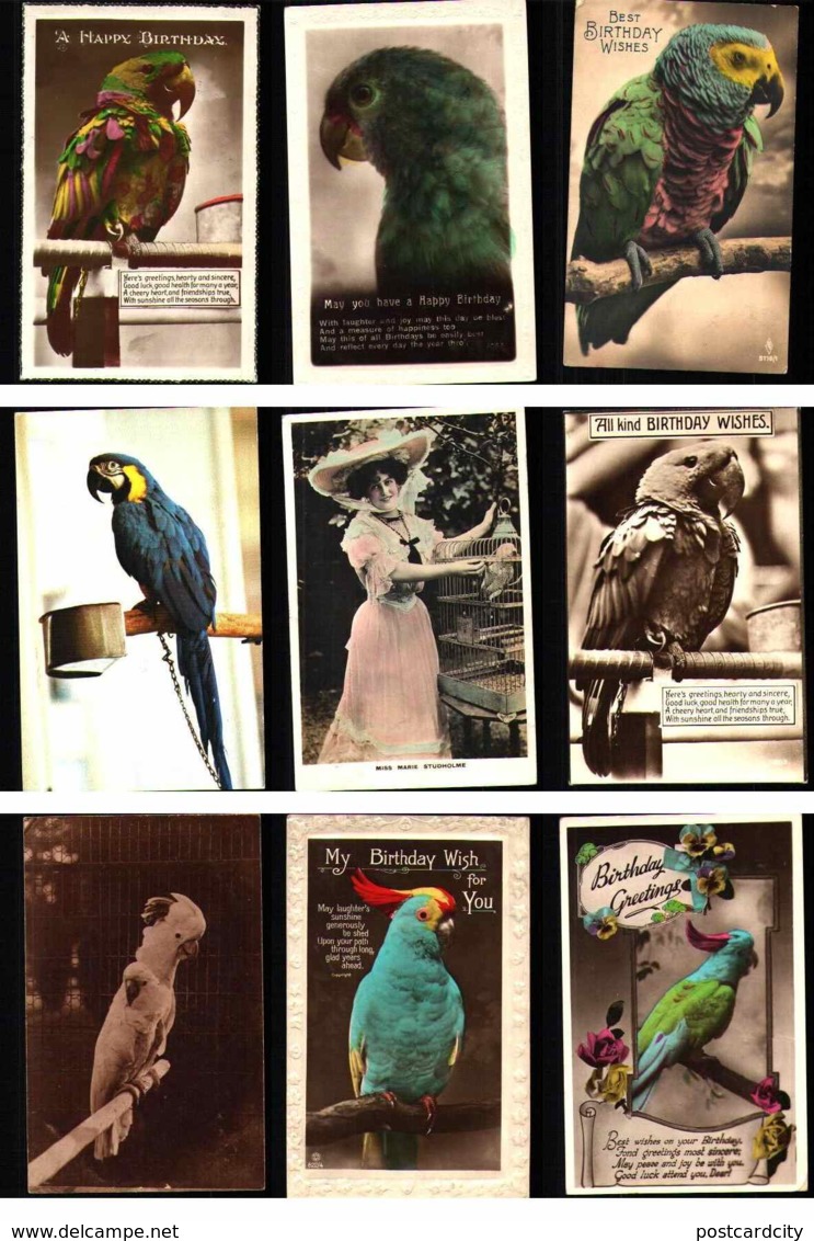 Bird Postcards Lot 10 Pc Different Types & Species - Birds