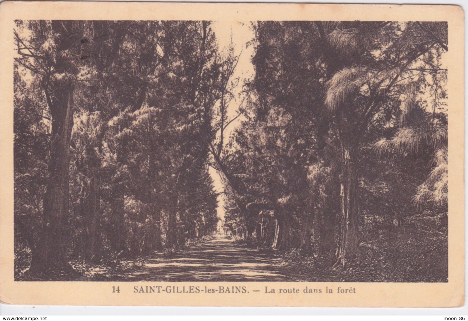 974 - ILE DE LA REUNION - SAINT GILLES LES BAINS - LA ROUTE DANS LA FORET - Saint Paul