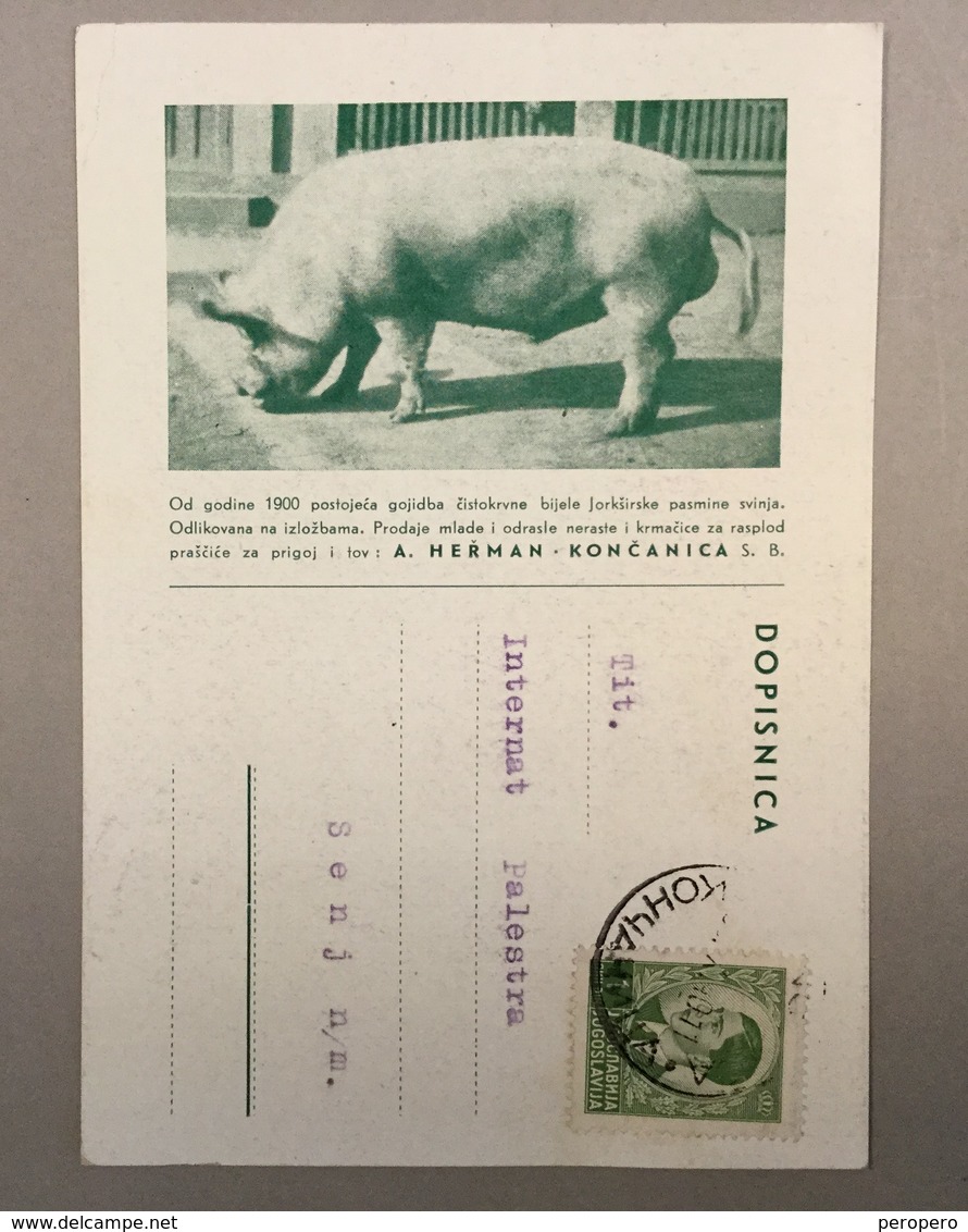 CARTE POSTALE   ILLUSTRATED    KONCANICA  KONČANICA   1940. - Briefe U. Dokumente