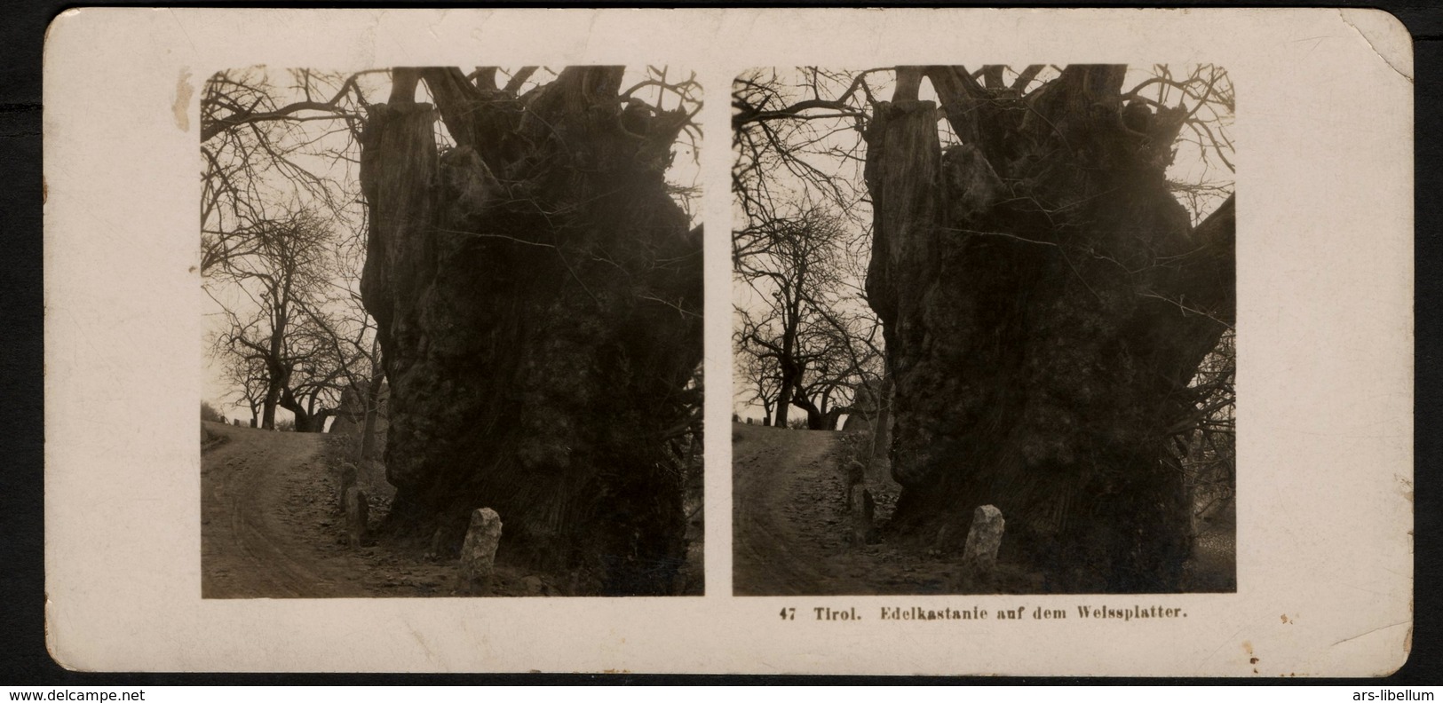 Stereoview Photographs / Stereoview Card / Germany / Tirol / Edelkastanie Auf Dem Wissplatter / A.G. Steglitz / 1907 - Visionneuses Stéréoscopiques