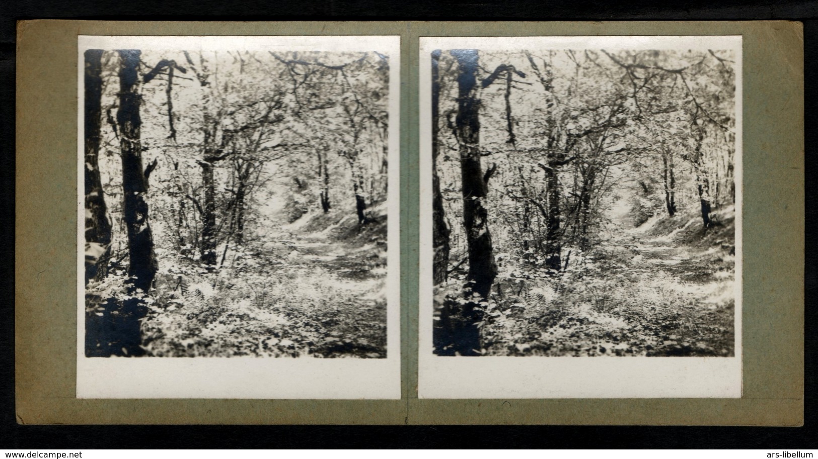 Stereoview Photographs / Stereoview Card / Forest / Forêt - Visores Estereoscópicos