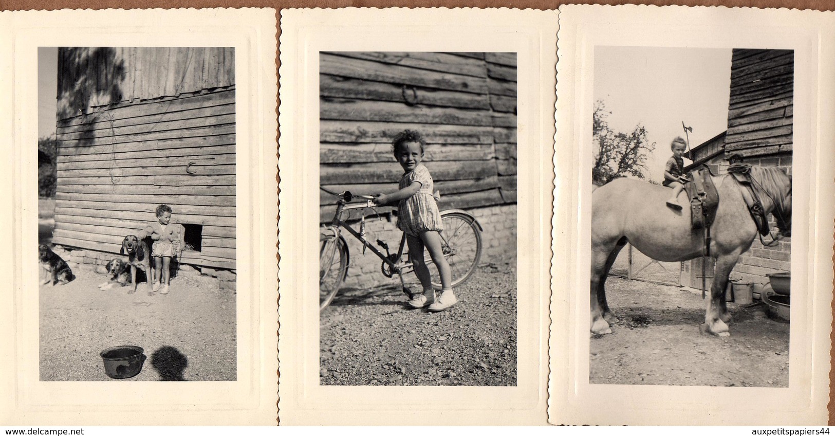 3 Photos Originales De Alain Dans L'Aube à Pel-et-Der (10500) En Juillet 1952 - Vélo, Chiens, Cheval à La Ferme - Identified Persons