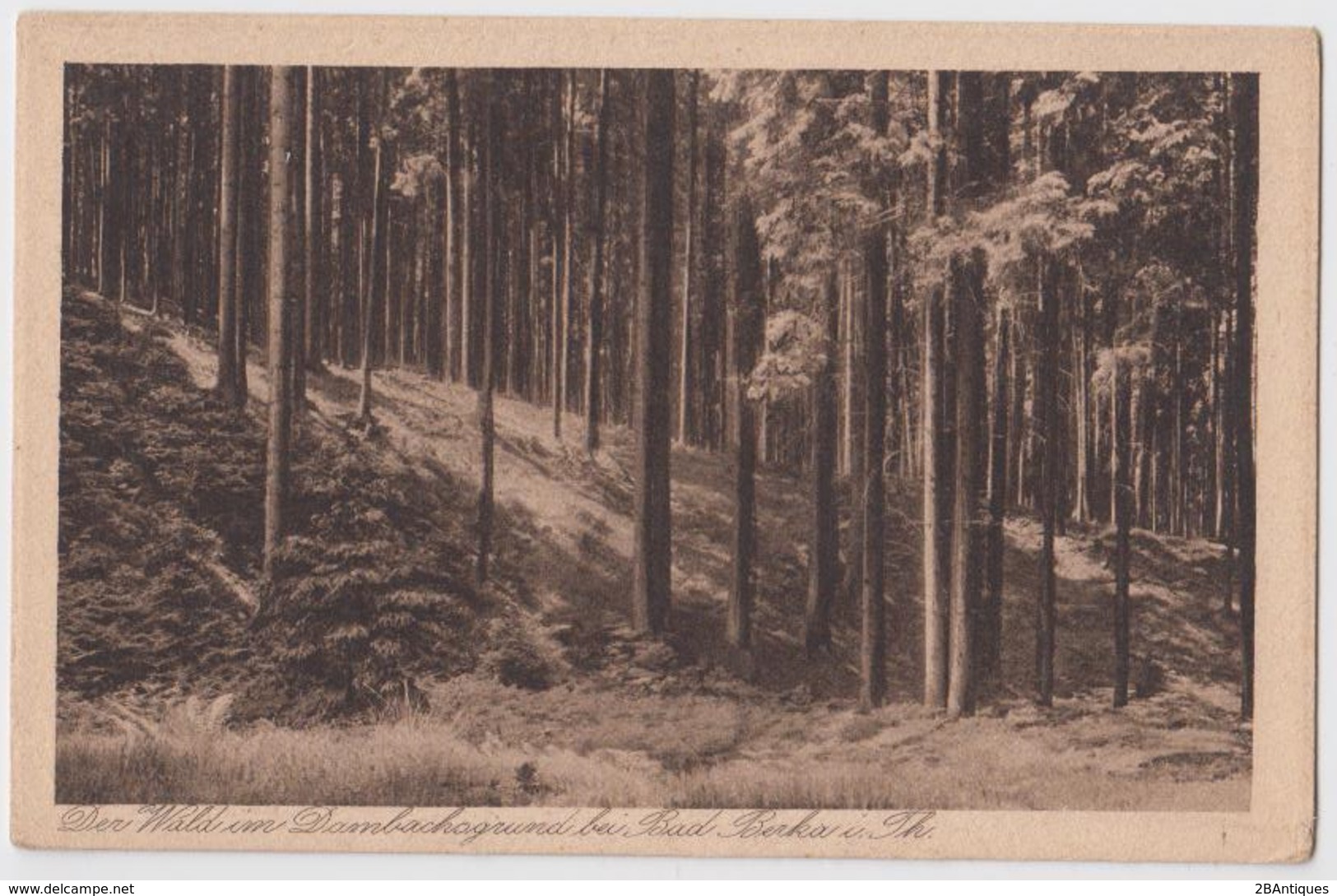 Bad Berka - Der Wald Im Dambachsgrund - Bad Berka