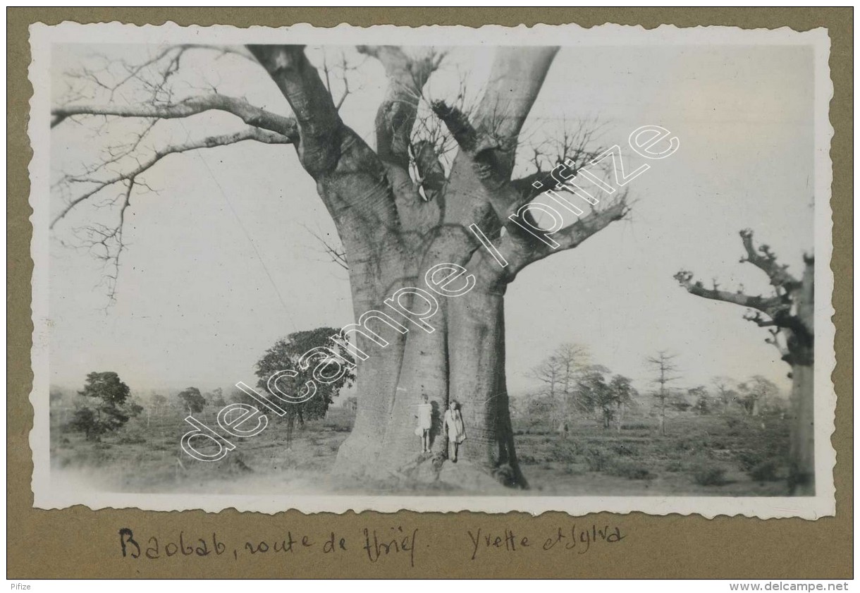 Sénégal . Un Baobab . Arbre Remarquable . - Africa