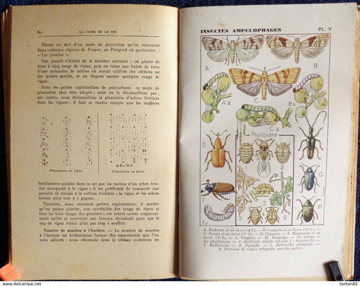 J. Loustaunau - Déguilhem - La Vigne Et Le Vin - Collection RUSTICA - Éditions De Montsouris - ( 1946 ) . - Garden