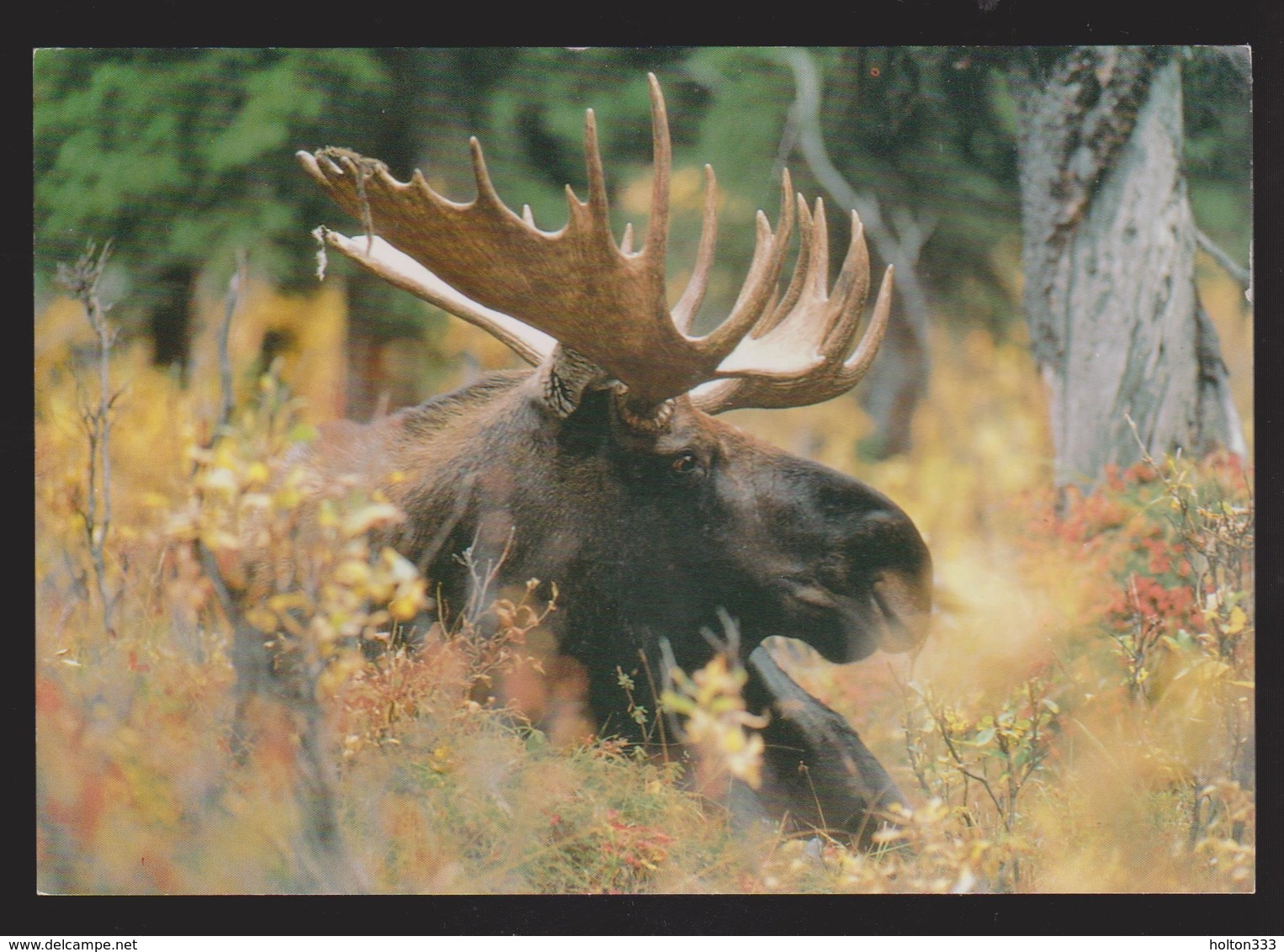 NEWFOUNDLAND - Bull Moose In The Wild - Unused - Sonstige & Ohne Zuordnung