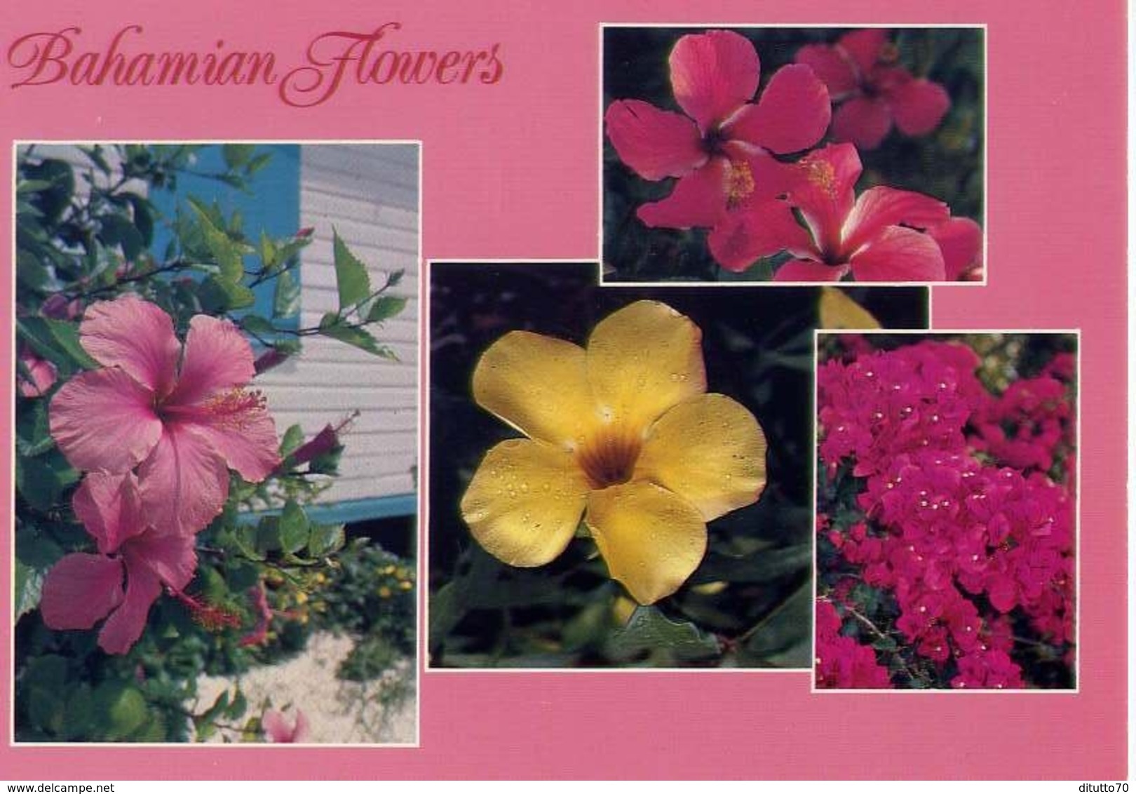 Bahamian Flowers - Formato Grande Non Viaggiata - E 7 - Non Classificati