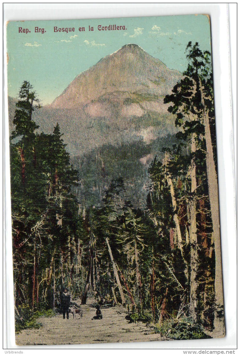 1 Postcard Argentina Rep. Arg. Bosque En La Cordillera - Argentina