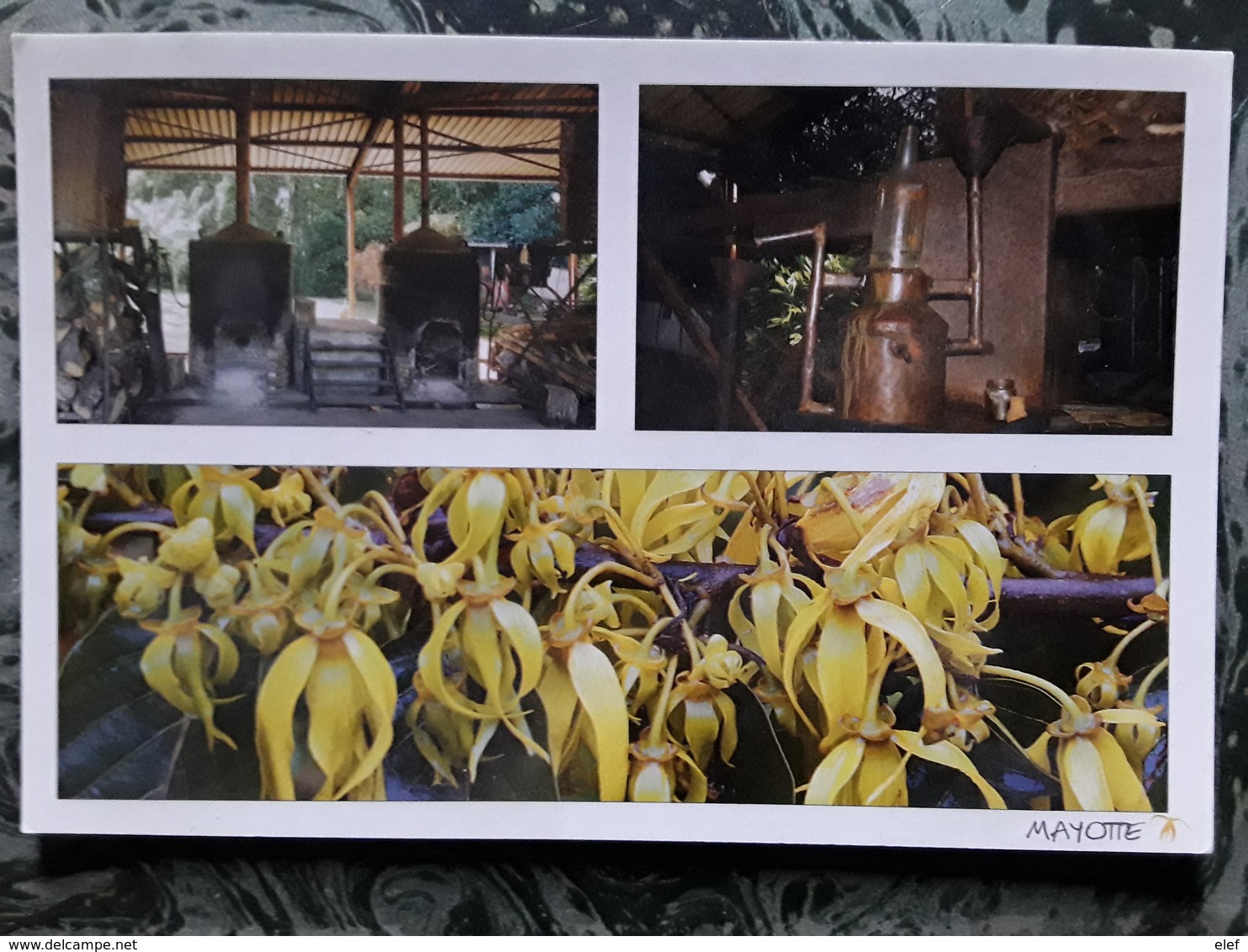 MAYOTTE, Distillerie D' Ylang Ylang, Pour Huile Essentielle ,Alambics , Fleurs D' Ylang Ylang,  Photo Roland Benard Tb - Mayotte