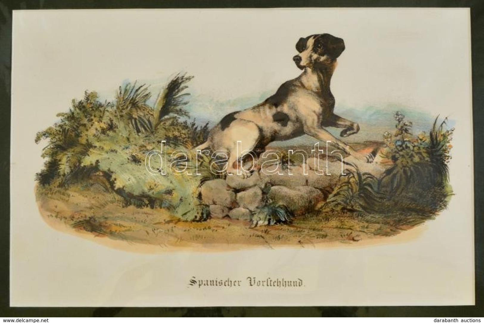 Cca 1850 Spanyol Vadászkutyát ábrázoló Lithográfia 28x18 Cm, Paszpartuban. / Spanish Dog Lithography. - Estampes & Gravures