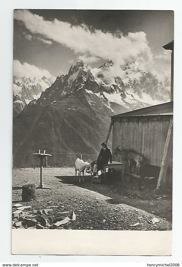 74  Chèvres Aiguilles Des Charmoz De Blaitière Et Du Plan Flégère Vallée Chamonix Mt Blanc Chèvre Ed Laulagnet Marseille - Chamonix-Mont-Blanc