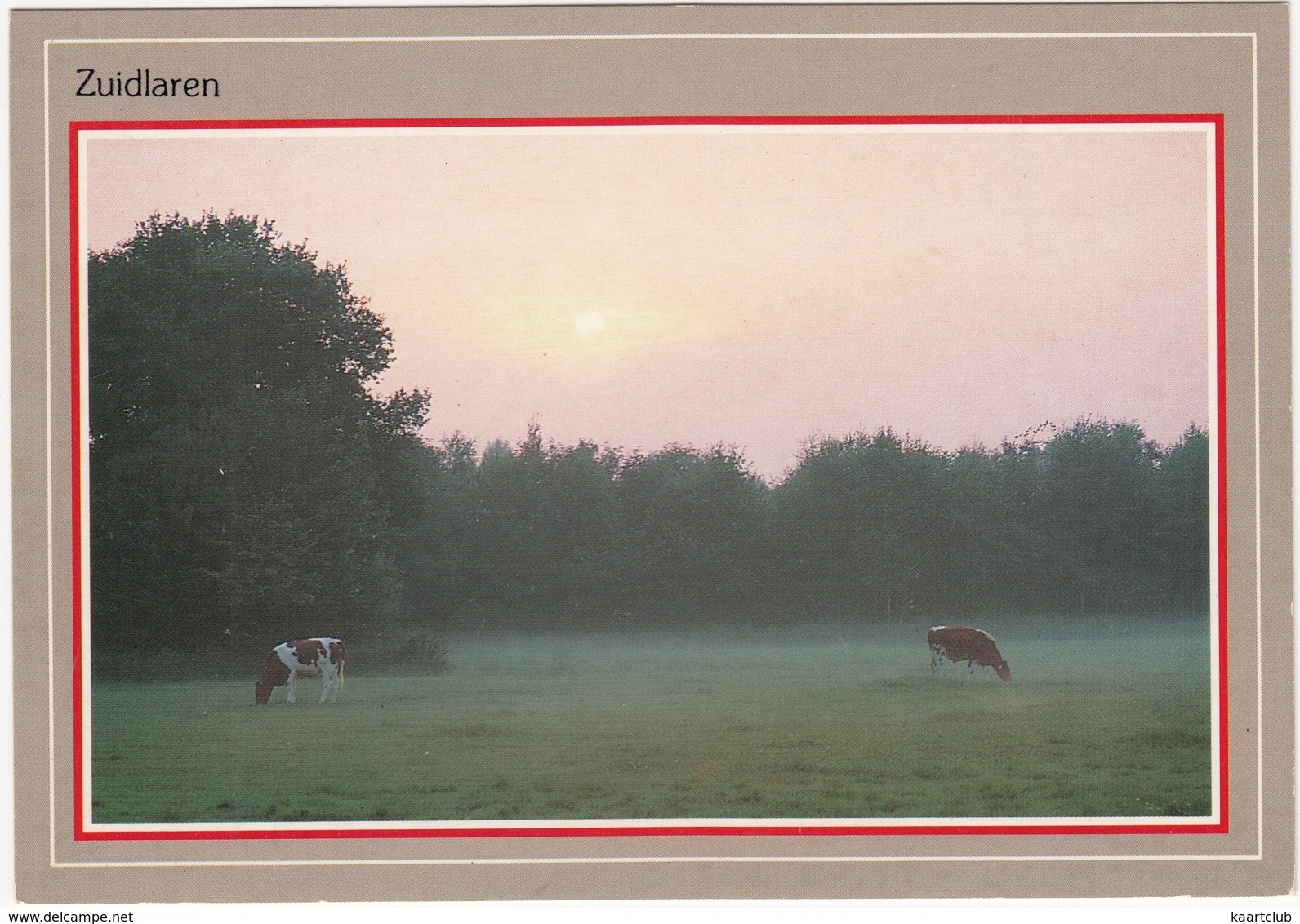 Zuidlaren - Rood-bonte Koeien In De Grondmist  - (Drenthe,Holland/Nederland) - Zuidlaren