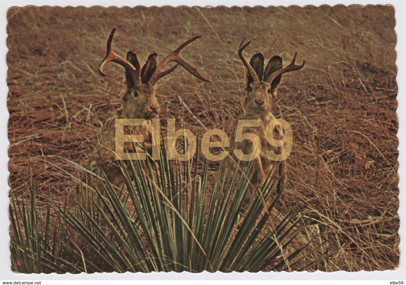 Legendary Animals Of The Plains Of America, The Jackalope, Used 1978 - Fairy Tales, Popular Stories & Legends