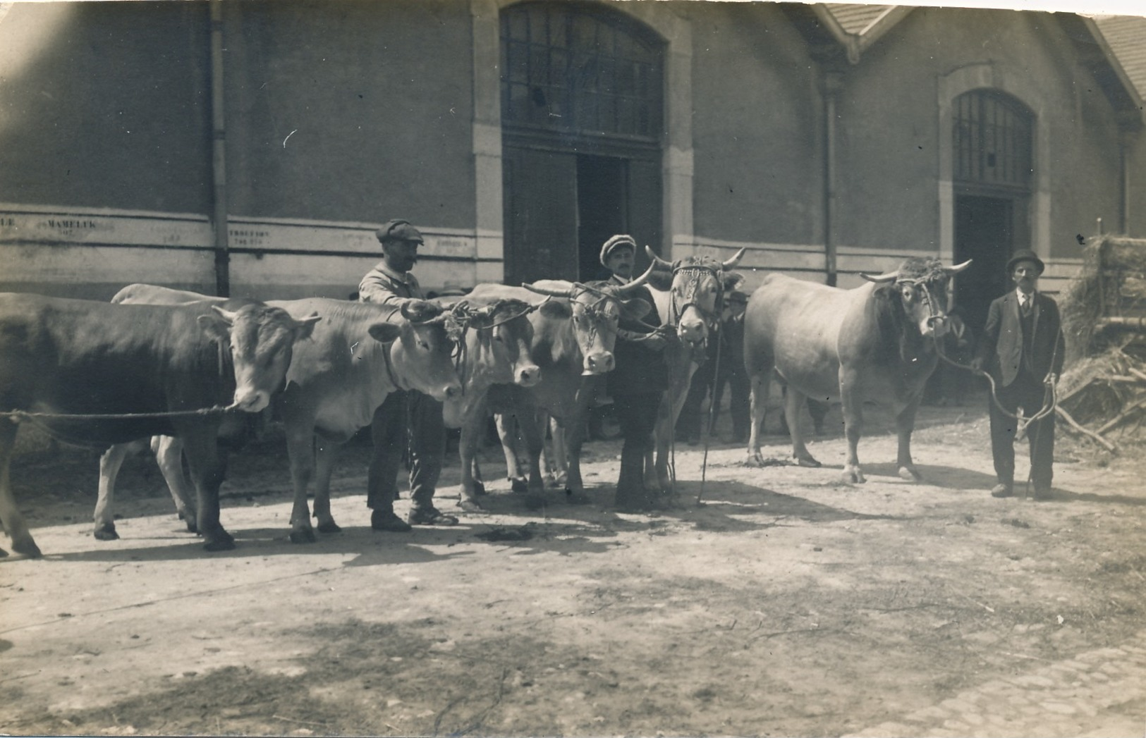 H165 - 38 - GRENOBLE - Isère - Rue Du Villard-de-Lans - Groupe De Vaches De M. Odemard à Méaudre - Grenoble