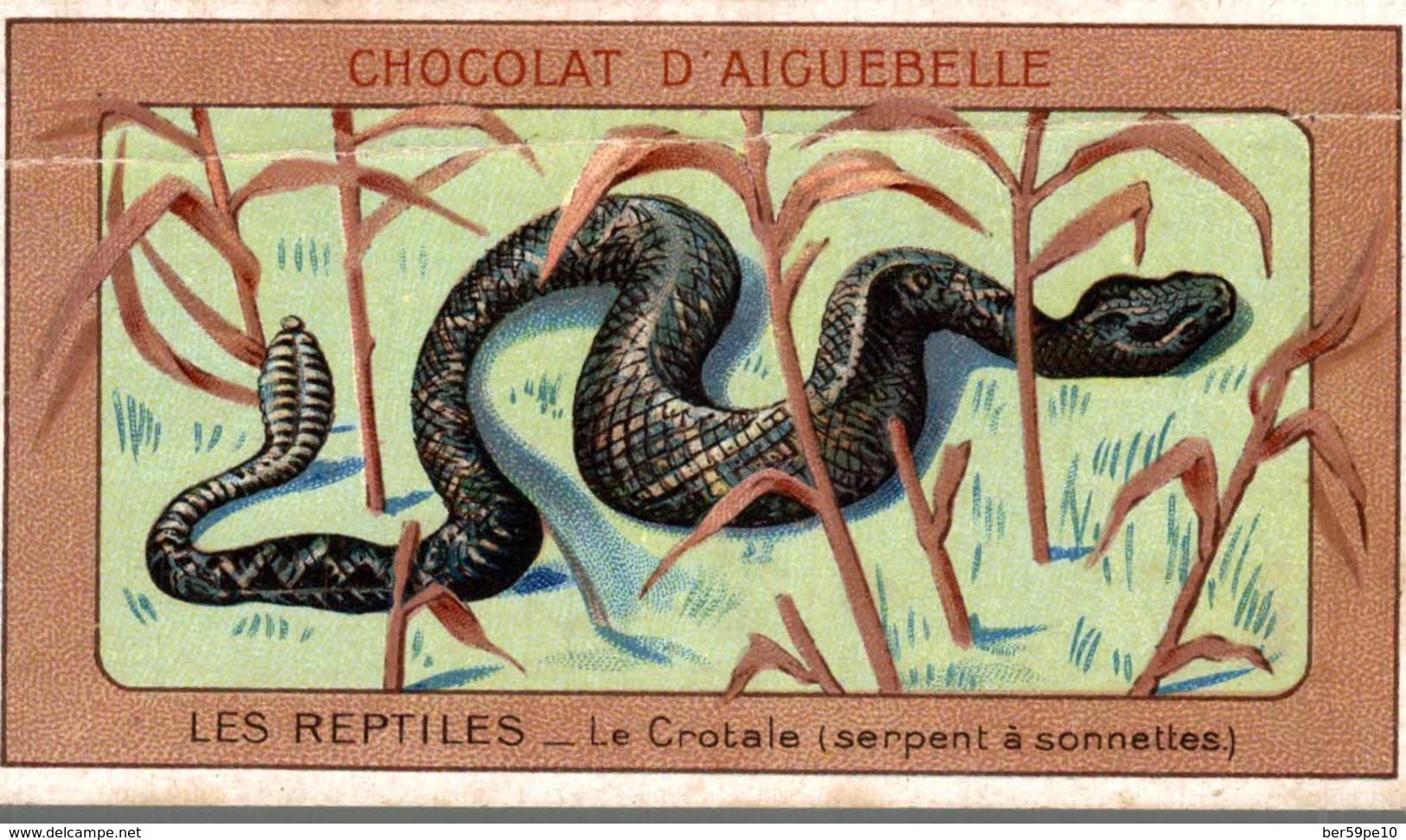 CHROMO CHOCOLAT D'AIGUEBELLE  LES REPTILES  LE CROTALE  SERPENT A SONNETTES - Aiguebelle