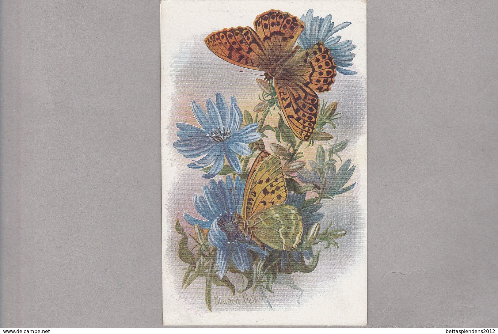 Cpa - PAPILLONS - écrite En 1945 - Papillons