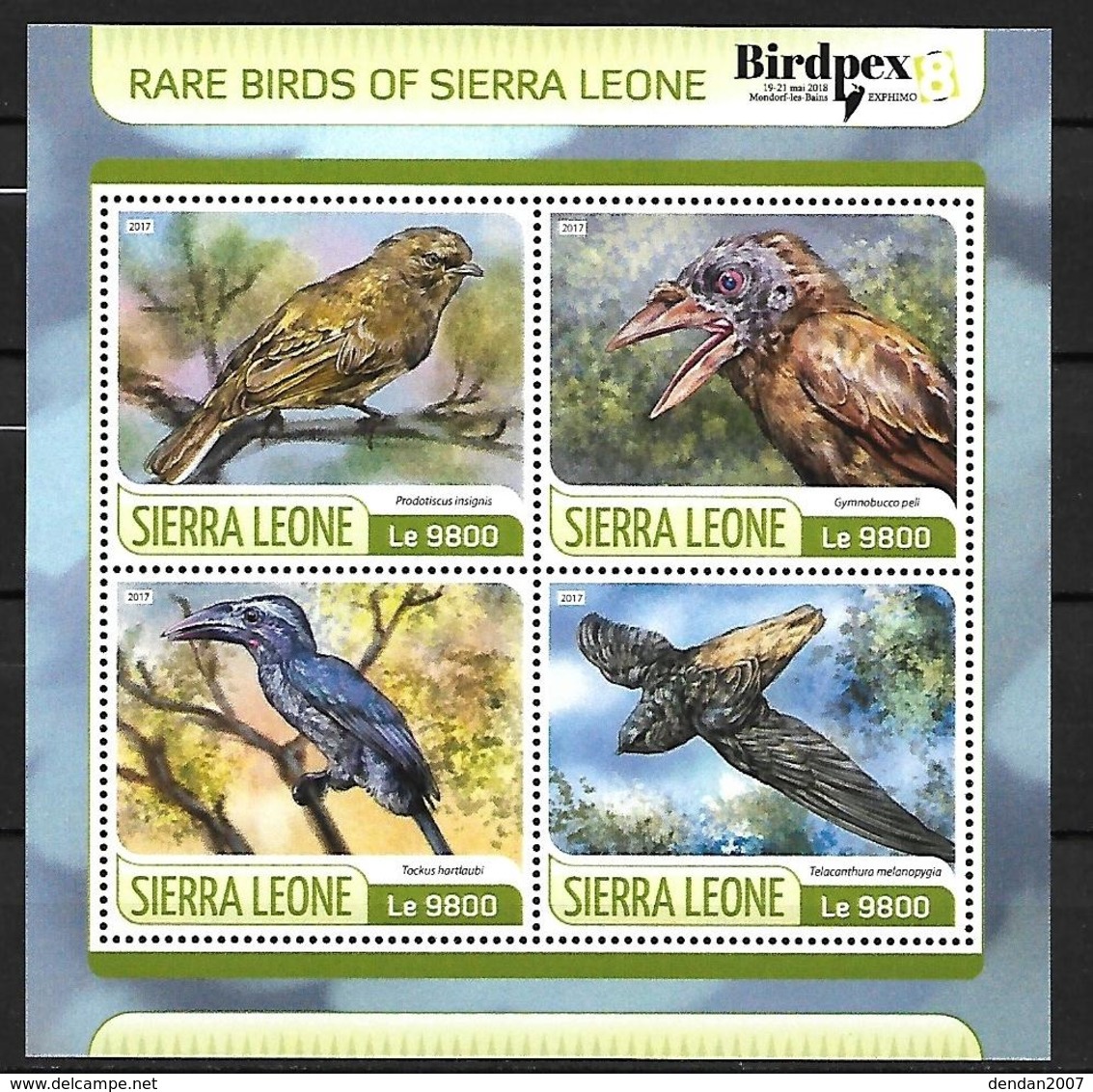 Sierra Leone 2018 - BIRDPEX 8 - Rare Birds :Prodotiscus Insignis - Gymnobucco Peli - Tockus Hartlaubi - Telecanthura M.. - Other & Unclassified